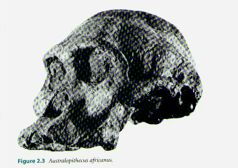 Australopithecus Africanus