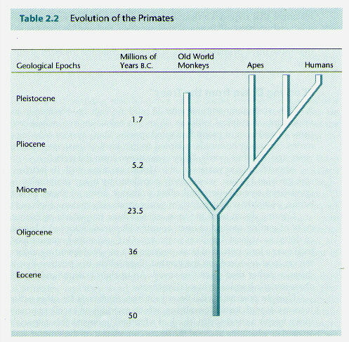Evolution of the Primates